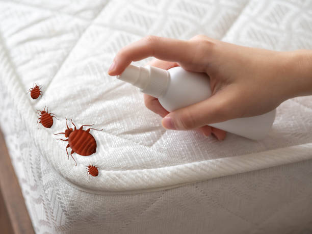 Best Affordable Pest Control Services  in Keedysville, MD